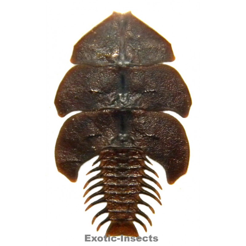 Dulticola sp.4  (30-34mm)