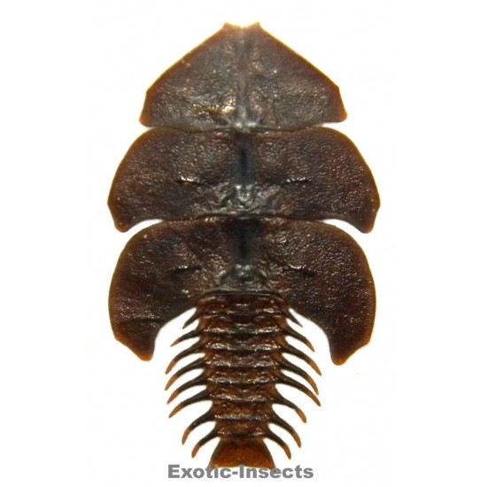 Dulticola sp.4  (30-34mm)