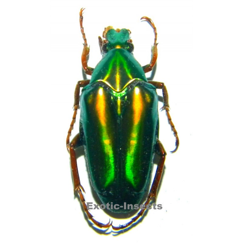 Chalcothea smaragdina