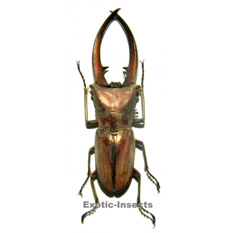 Cyclomatus canaliculatus canaliculatus (35-39mm)