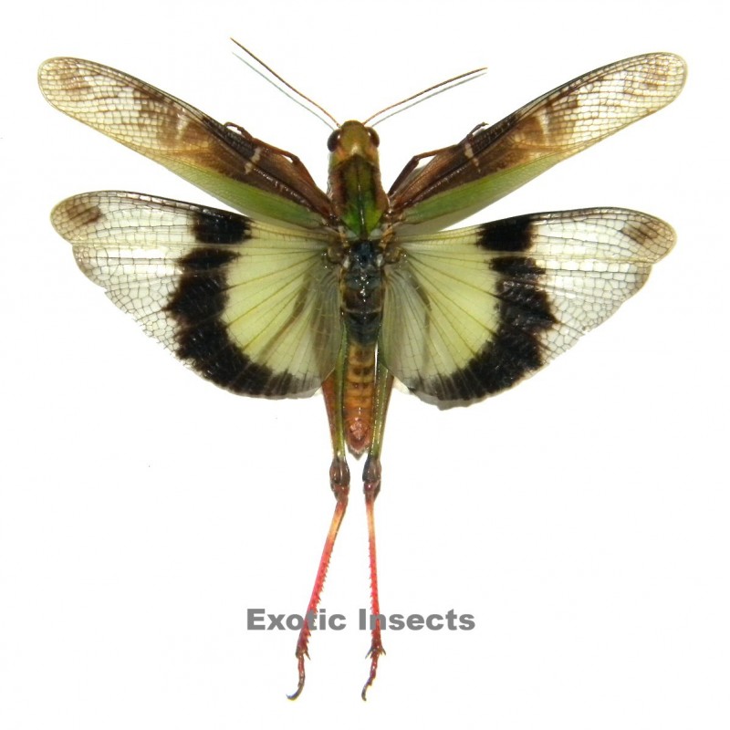 Gastrimargus africanus