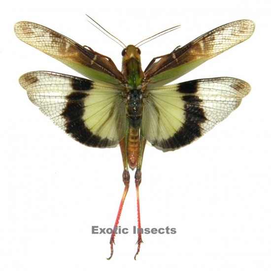 Gastrimargus africanus