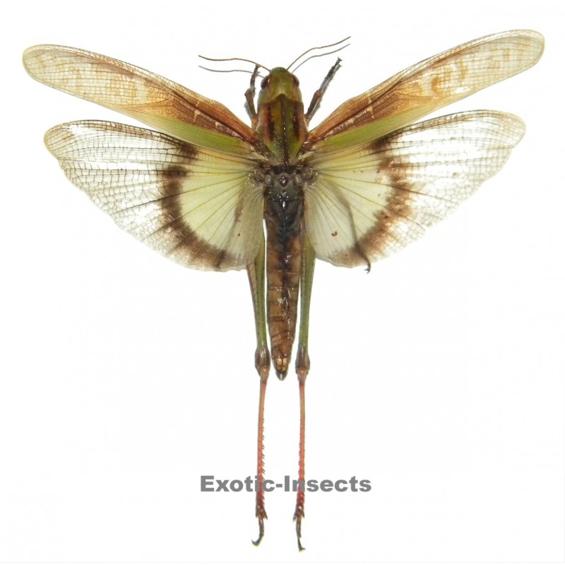 Gastrimargus africanus