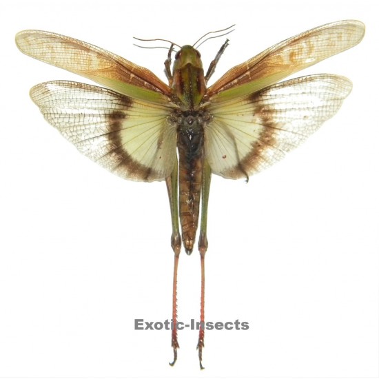 Gastrimargus africanus