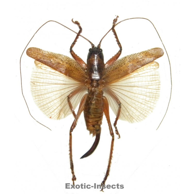 Gryllacrididae sp.16