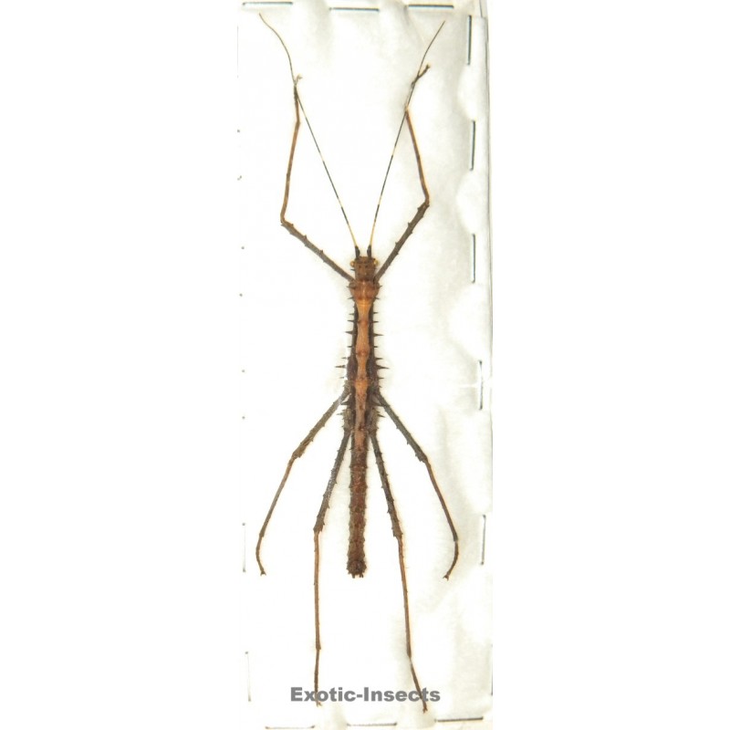 Erinaceophasma vepres vepres
