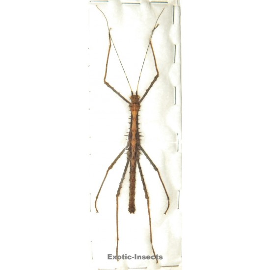 Erinaceophasma vepres vepres