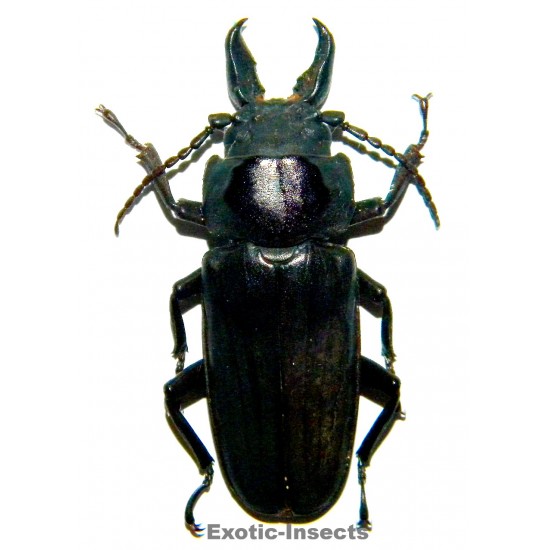 Hystatus javanus  (62-64mm)