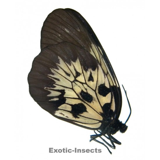 Idea tambusisiana hideoi