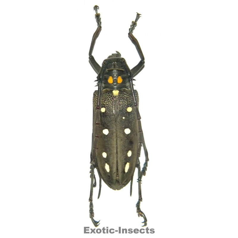 Batocera parryi (55-59mm)