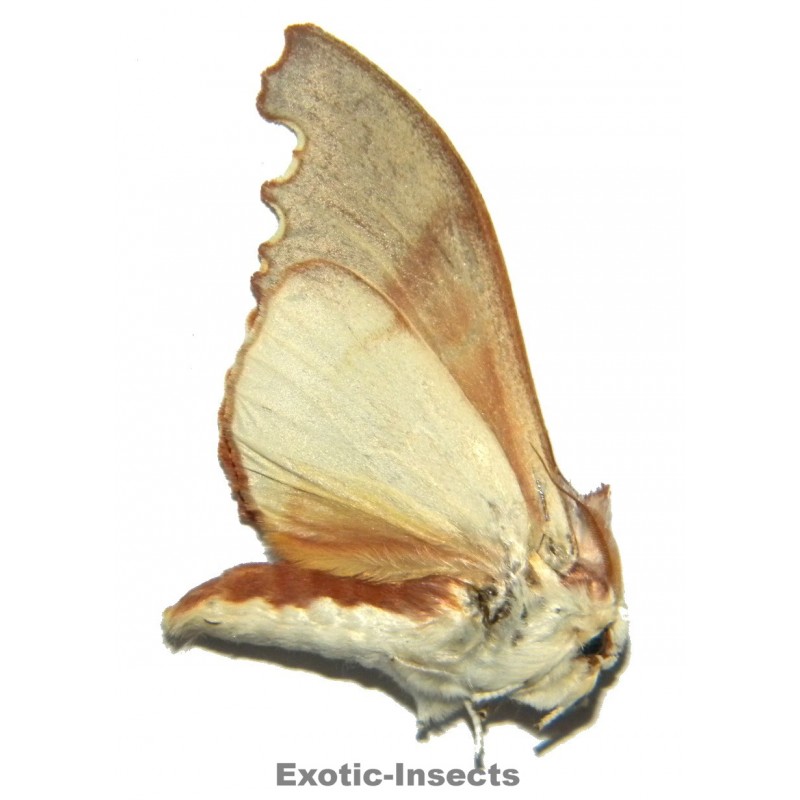 Euhampsonia sp.03