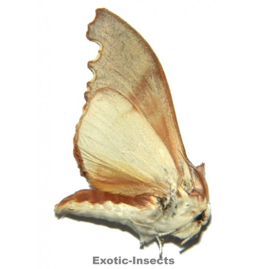 Euhampsonia sp.03