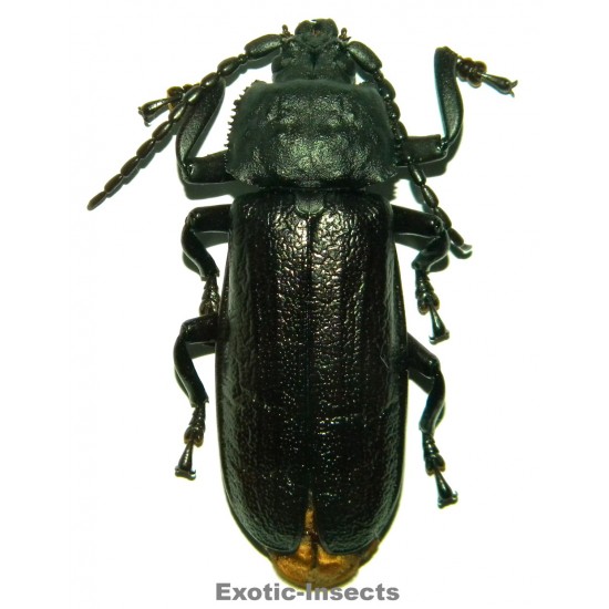 Xaurus bennigseni (76mm)...