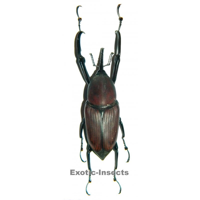 Protocerius colossus (60-64mm)