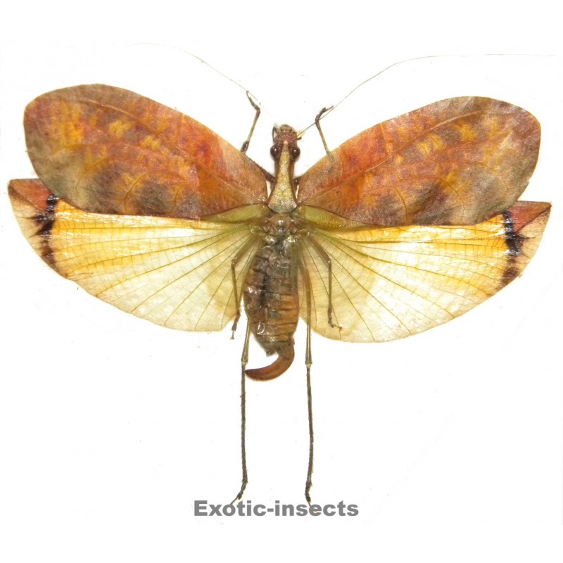 Leptoderes ornatipennis  BROWN FORM