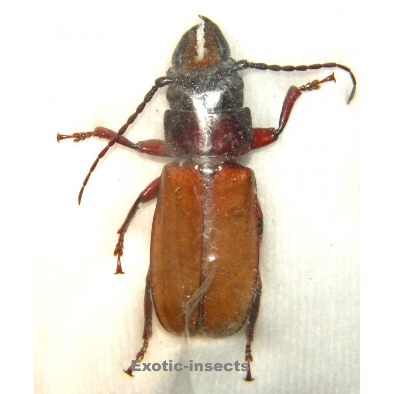 Archetypus fulvipennis  (38mm)