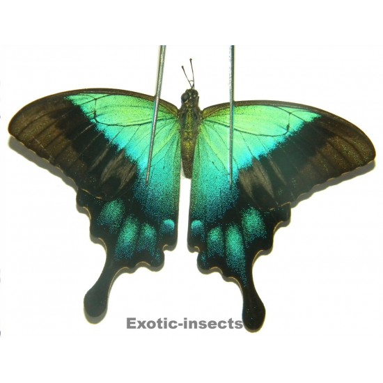 Papilio pericles  ABERRATION 05