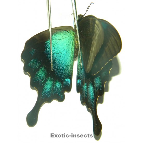 Papilio pericles  ABERRATION 05