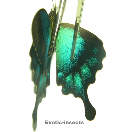 Papilio pericles  ABERRATION 05