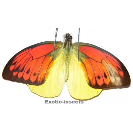 Hebomoia leucippe daemonis ABERRATION 12