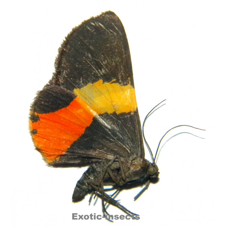 Milionia sp.01