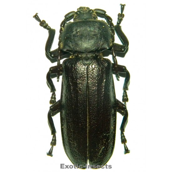 Xaurus bennigseni (75mm)  SPECIMEN 07