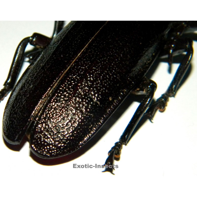 Xaurus bennigseni (75mm)  SPECIMEN 07