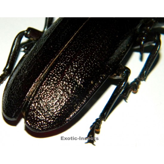 Xaurus bennigseni (75mm)  SPECIMEN 07