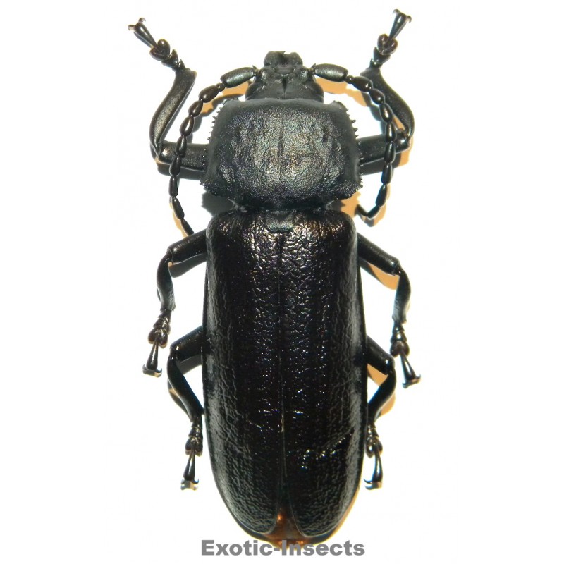 Xaurus bennigseni (74mm)  SPECIMEN 06