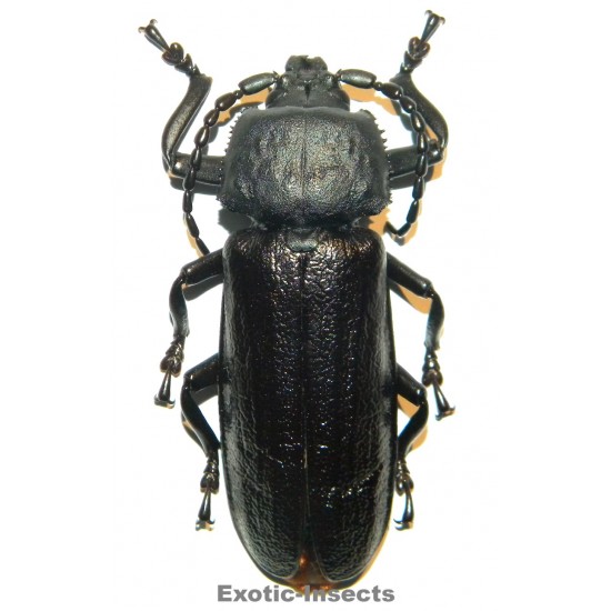 Xaurus bennigseni (74mm)  SPECIMEN 06