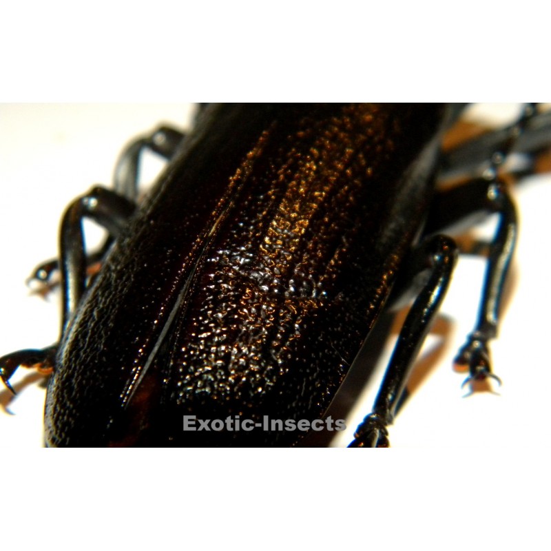 Xaurus bennigseni (74mm)  SPECIMEN 06