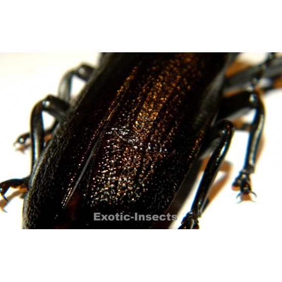 Xaurus bennigseni (74mm)  SPECIMEN 06