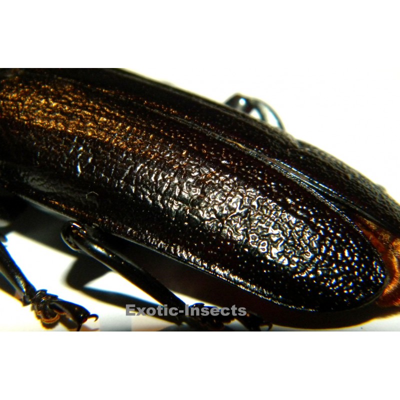 Xaurus bennigseni (74mm)  SPECIMEN 06