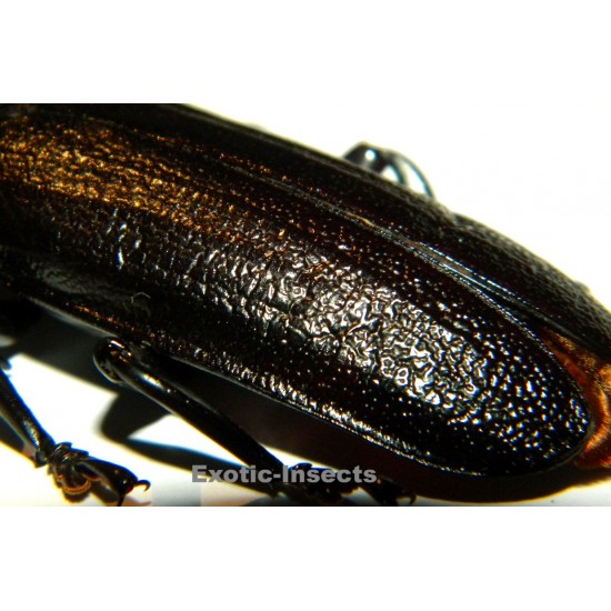 Xaurus bennigseni (74mm)  SPECIMEN 06