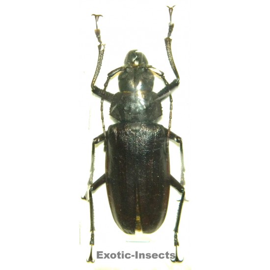 Omotagus lacordairei  (71mm)  SPECIMEN 02