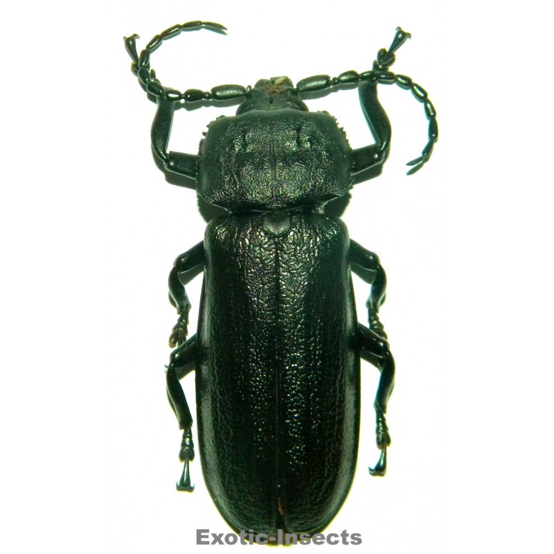 Xaurus bennigseni (71mm)  SPECIMEN 03