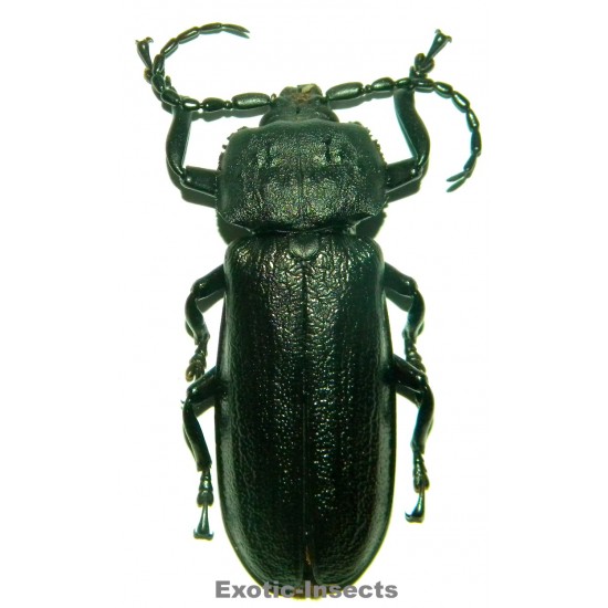 Xaurus bennigseni (71mm)  SPECIMEN 03