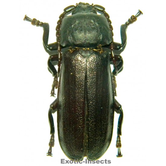 Xaurus bennigseni (70mm)  SPECIMEN 02