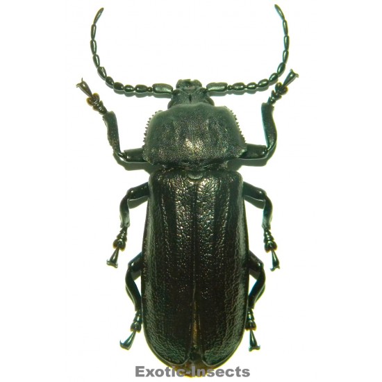 Xaurus bennigseni (67mm)  SPECIMEN 01