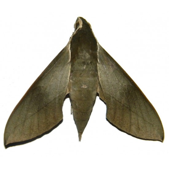 Theretra indistincta