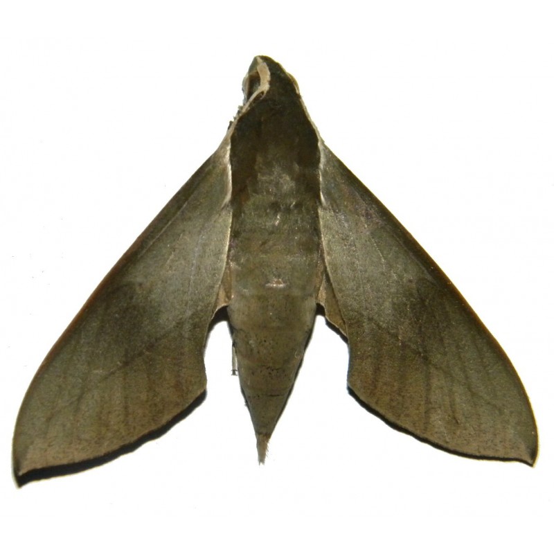 Theretra indistincta