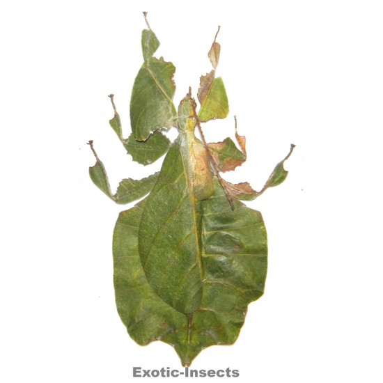 Phyllium pulchrifolium...