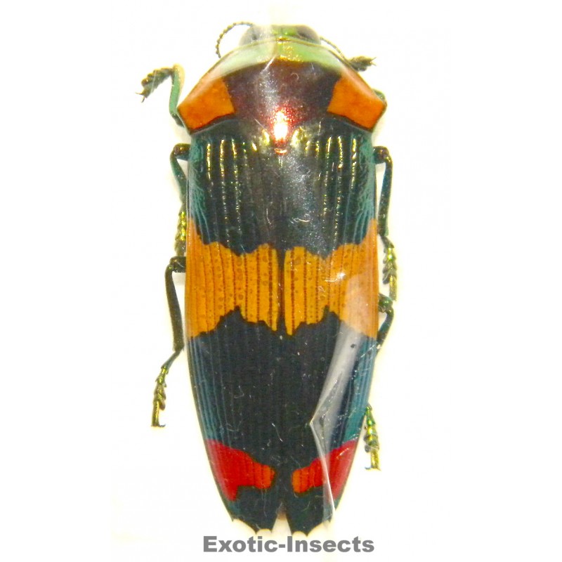 Calodema suhandai  (40mm)  SPECIMEN 04