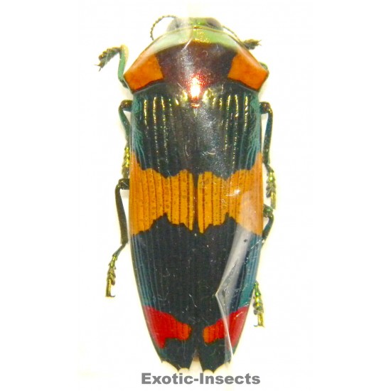 Calodema suhandai  (40mm)  SPECIMEN 04