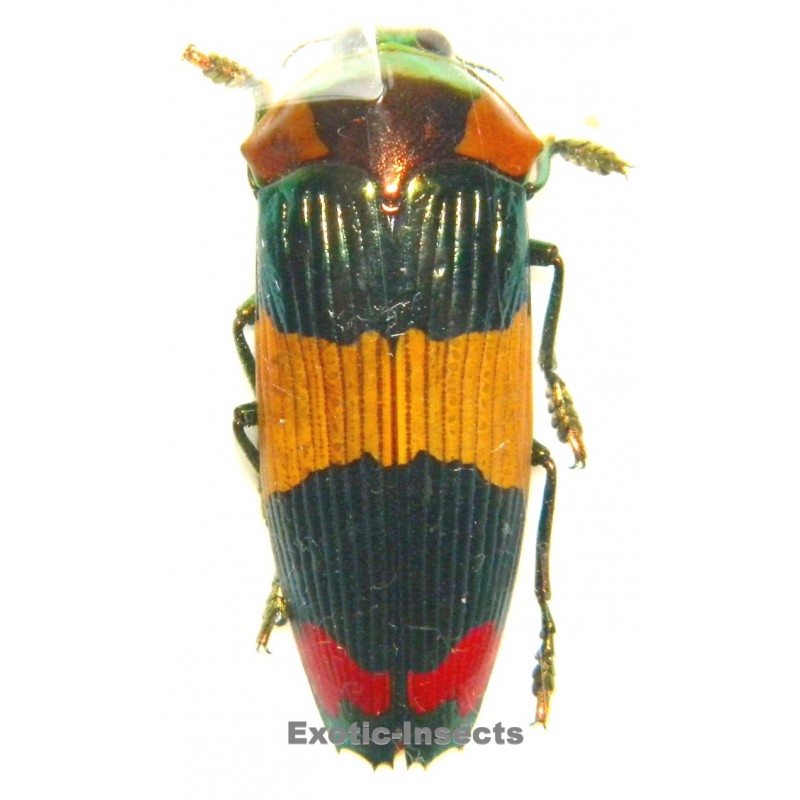 Calodema suhandai  (41mm)  SPECIMEN 03