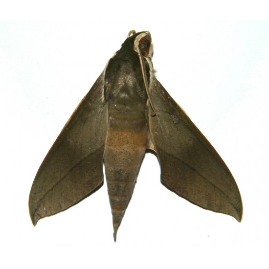 Theretra indistincta