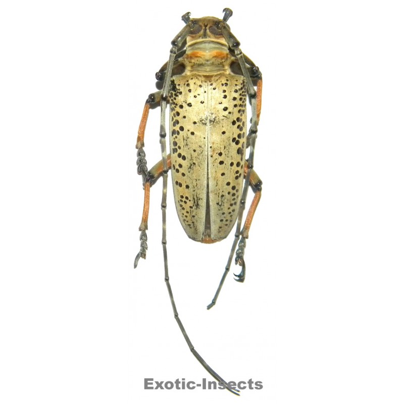 Rosenbergia straussi  (53mm)  SPECIMEN 01