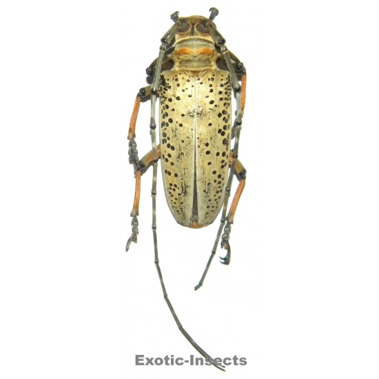 Rosenbergia straussi  (53mm)  SPECIMEN 01