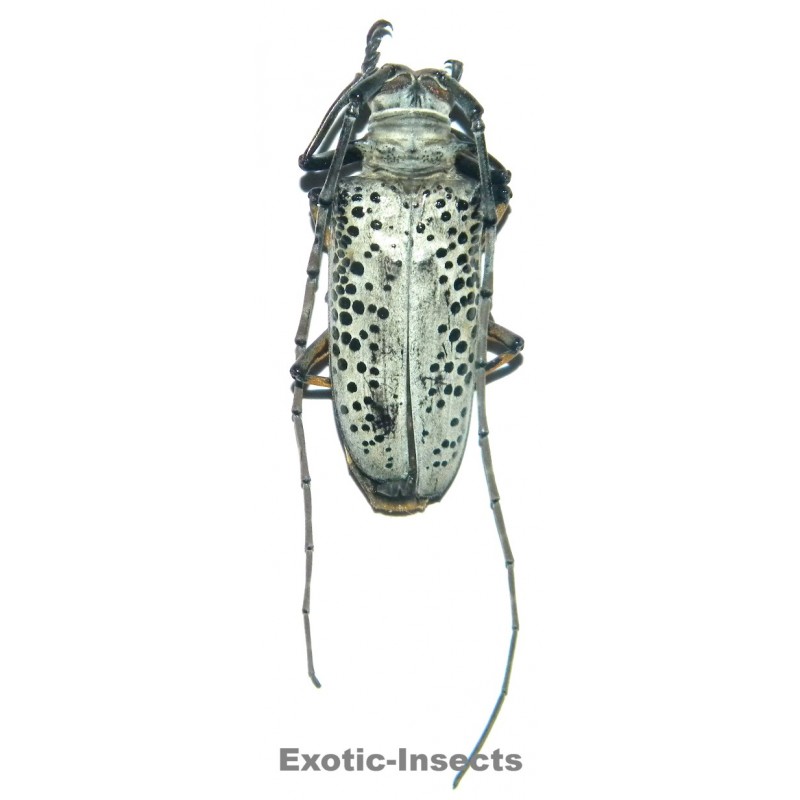 Rosenbergia straussi  (45mm)  SPECIMEN 03