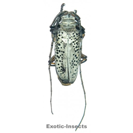 Rosenbergia straussi  (45mm)  SPECIMEN 03